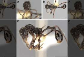 A frog`s vomit reveals a new species of ant 